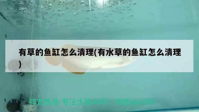 有草的魚缸怎么清理(有水草的魚缸怎么清理)