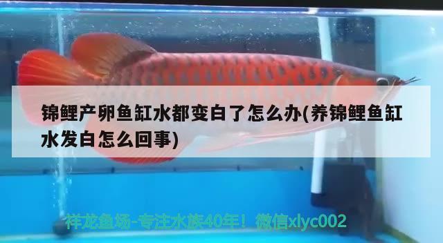 七彩雷龍魚公母圖鑒：七彩雷龍魚公母圖鑒大全