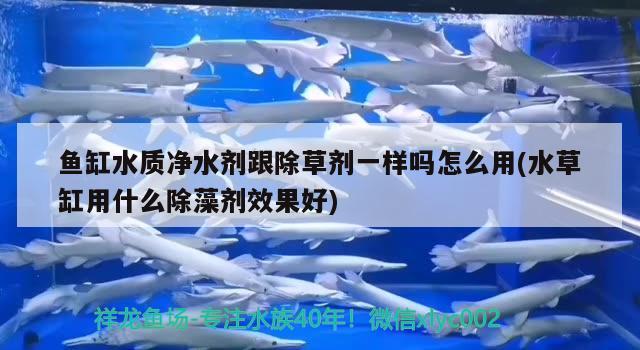 小金龍魚膠圖片 小金龍魚膠有什么功效 紅化白子銀龍 第2張