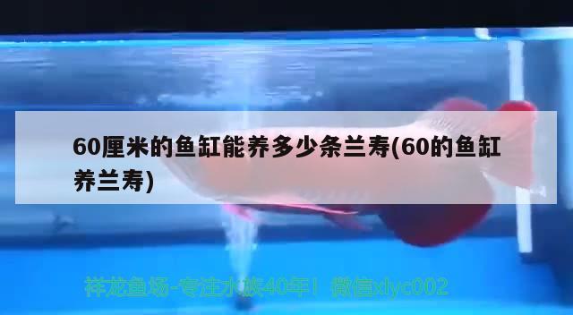 60厘米的魚缸能養(yǎng)多少條蘭壽(60的魚缸養(yǎng)蘭壽) 狗仔招財(cái)貓魚