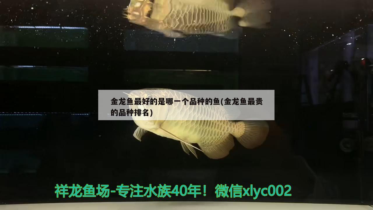 金龍魚最好的是哪一個品種的魚(金龍魚最貴的品種排名) 黃金斑馬魚