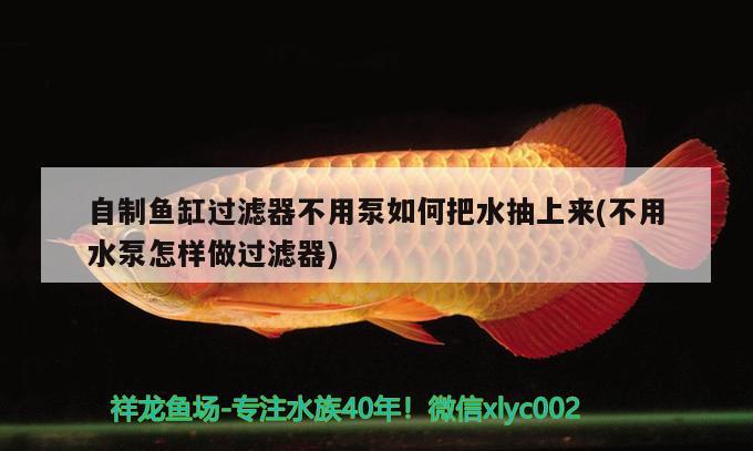 自制魚缸過濾器不用泵如何把水抽上來(不用水泵怎樣做過濾器) 黃金河虎魚