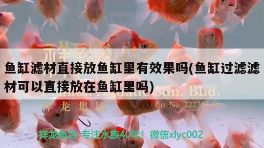 魚缸濾材直接放魚缸里有效果嗎(魚缸過濾濾材可以直接放在魚缸里嗎)