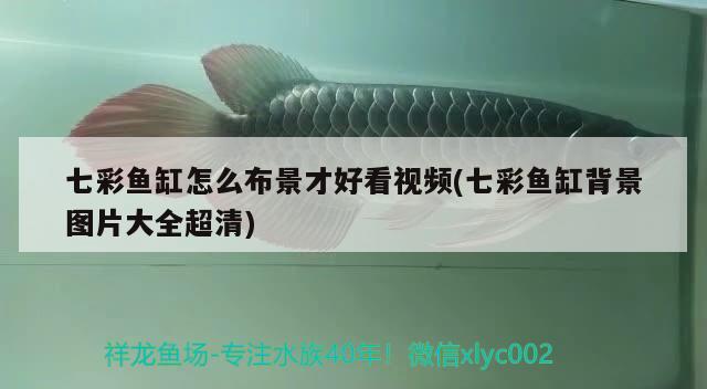 七彩魚缸怎么布景才好看視頻(七彩魚缸背景圖片大全超清)