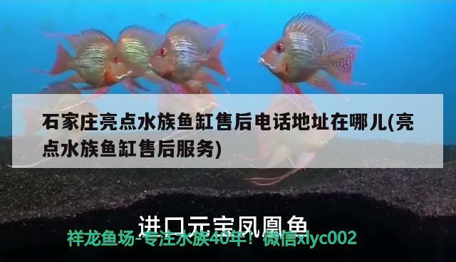 藍(lán)底金龍魚(yú)用什么顏色的燈好看點(diǎn)：金龍魚(yú)用藍(lán)色背景好嗎 廣州水族批發(fā)市場(chǎng) 第2張