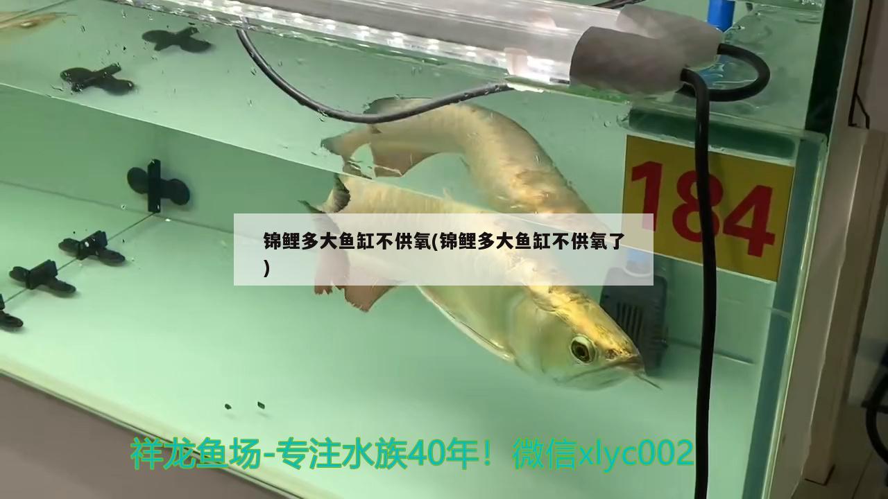 錦鯉多大魚缸不供氧(錦鯉多大魚缸不供氧了)