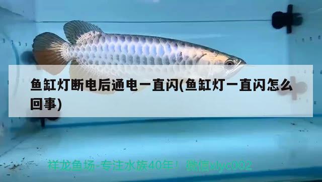 魚缸燈斷電后通電一直閃(魚缸燈一直閃怎么回事) 赤荔鳳冠魚