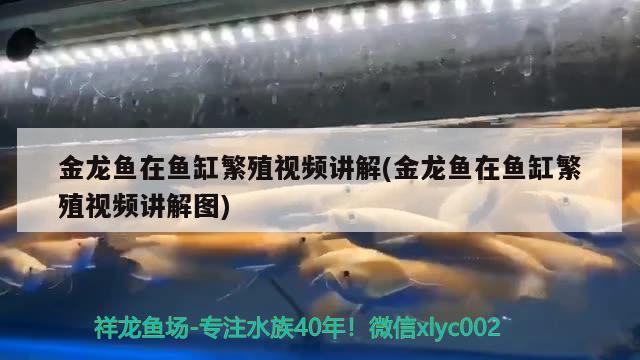 金龍魚在魚缸繁殖視頻講解(金龍魚在魚缸繁殖視頻講解圖)