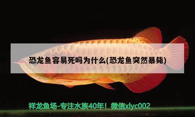 恐龍魚(yú)容易死嗎為什么(恐龍魚(yú)突然暴斃)