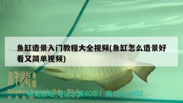 魚缸造景入門教程大全視頻(魚缸怎么造景好看又簡單視頻)