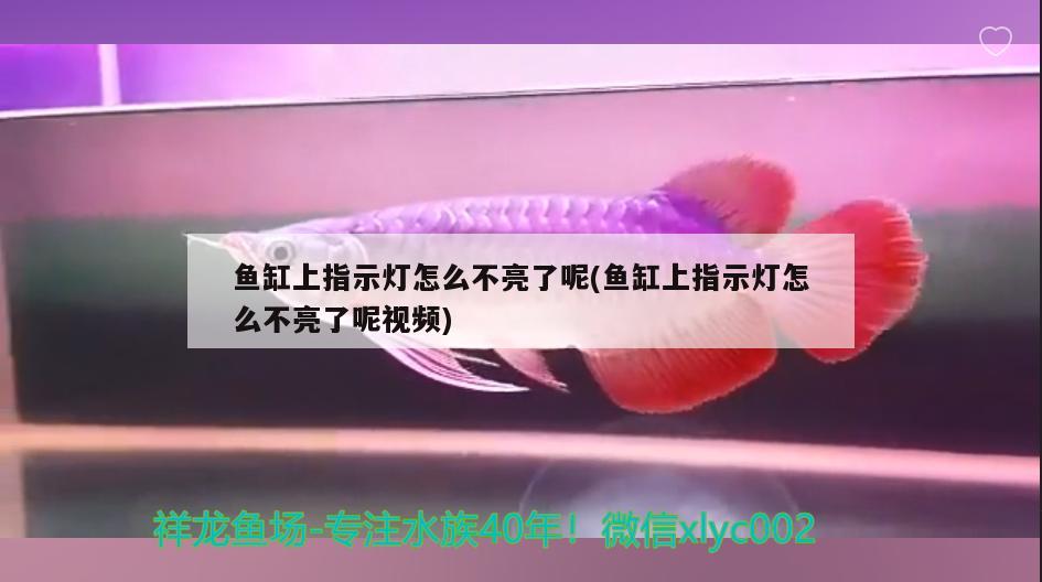 魚缸上指示燈怎么不亮了呢(魚缸上指示燈怎么不亮了呢視頻)