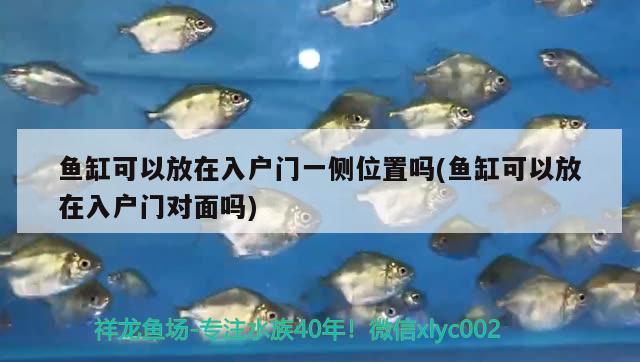 魚缸可以放在入戶門一側(cè)位置嗎(魚缸可以放在入戶門對面嗎) 奈及利亞紅圓點狗頭