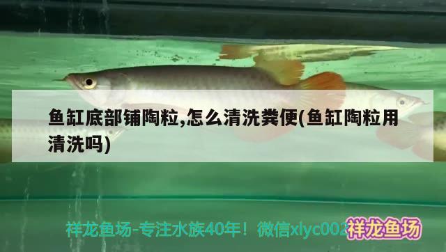 魚缸底部鋪陶粒,怎么清洗糞便(魚缸陶粒用清洗嗎)