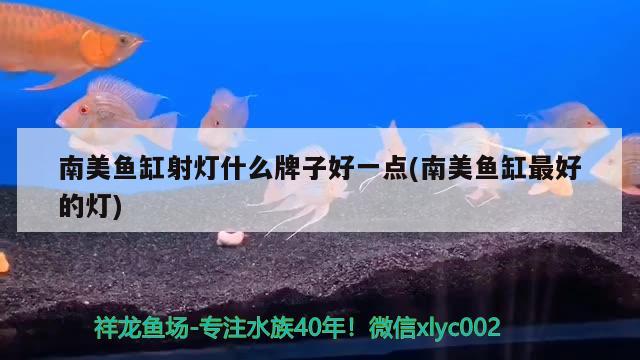 南美魚缸射燈什么牌子好一點(diǎn)(南美魚缸最好的燈) 球鯊魚