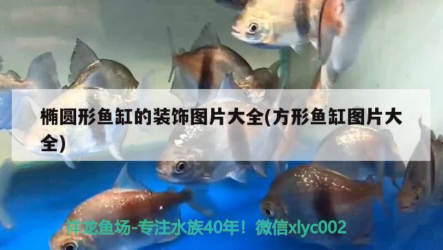 橢圓形魚缸的裝飾圖片大全(方形魚缸圖片大全) 銀古魚苗