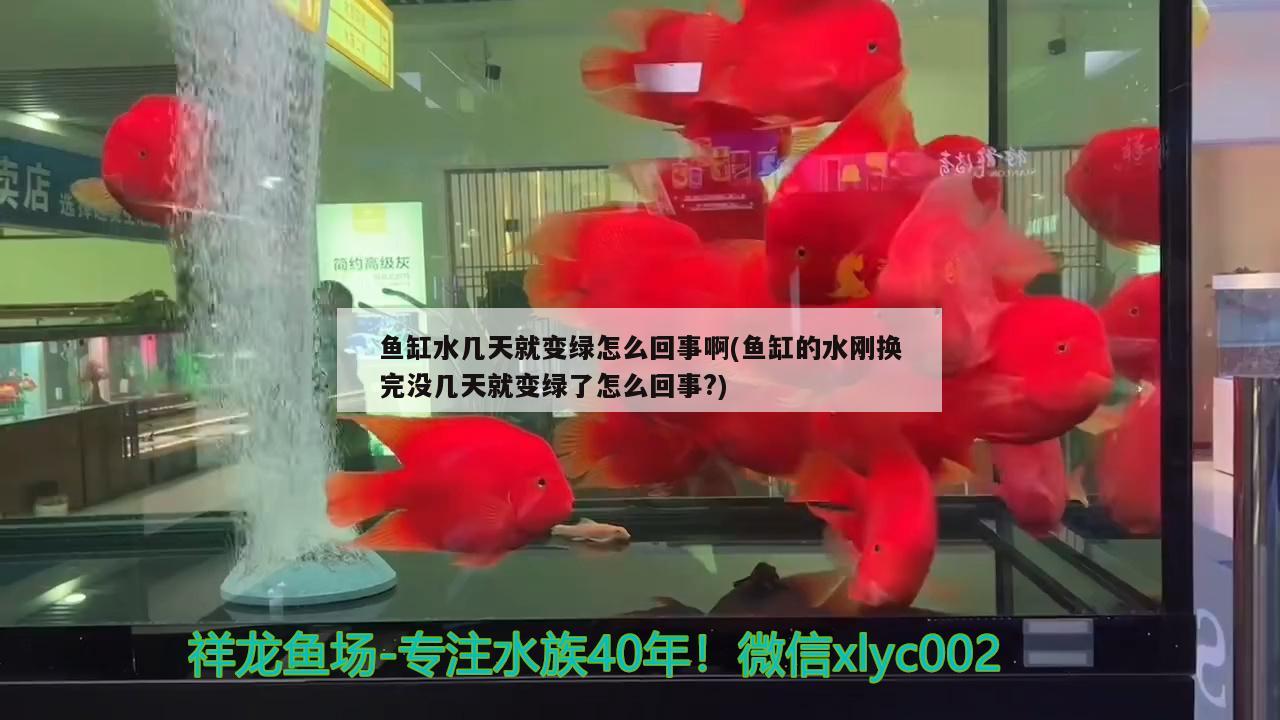 魚缸水幾天就變綠怎么回事啊(魚缸的水剛換完沒幾天就變綠了怎么回事?) 觀賞魚水族批發(fā)市場