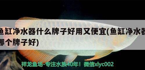 魚缸凈水器什么牌子好用又便宜(魚缸凈水器哪個(gè)牌子好) 觀賞蝦蟹等飼料