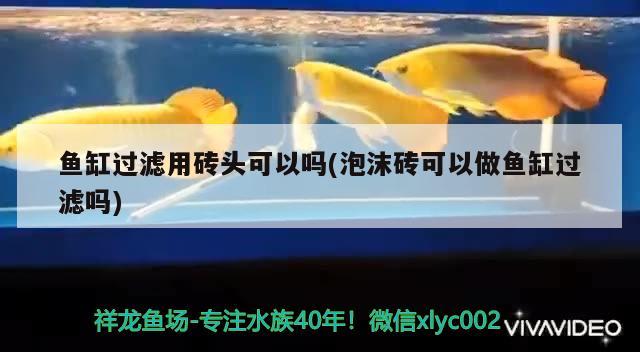 魚缸過濾用磚頭可以嗎(泡沫磚可以做魚缸過濾嗎) 觀賞魚水族批發(fā)市場