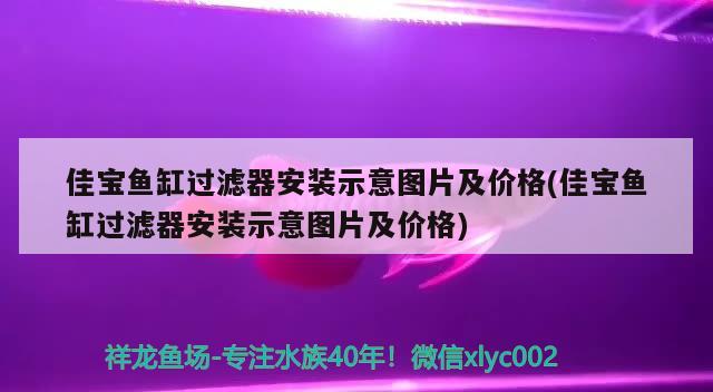 佳寶魚缸過濾器安裝示意圖片及價格(佳寶魚缸過濾器安裝示意圖片及價格) 伊巴卡魚