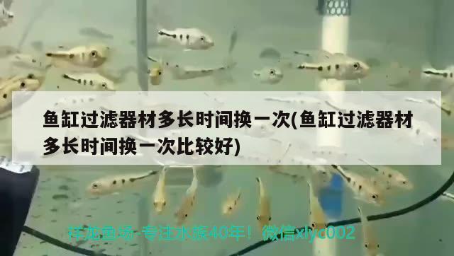 魚缸過濾器材多長時間換一次(魚缸過濾器材多長時間換一次比較好) 球鯊魚