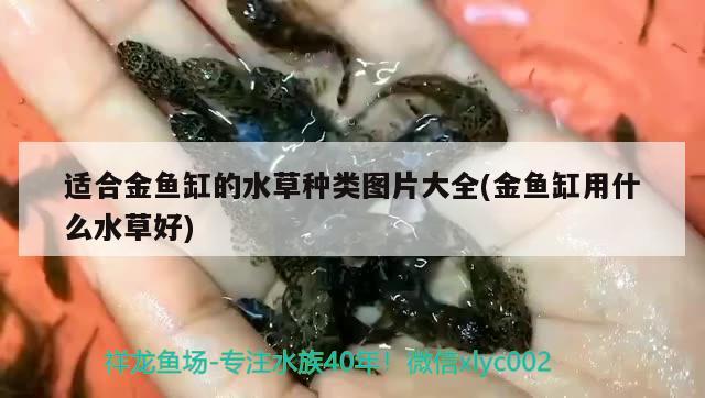 適合金魚(yú)缸的水草種類(lèi)圖片大全(金魚(yú)缸用什么水草好) 水草