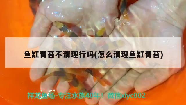 魚缸青苔不清理行嗎(怎么清理魚缸青苔) 馬拉莫寶石魚