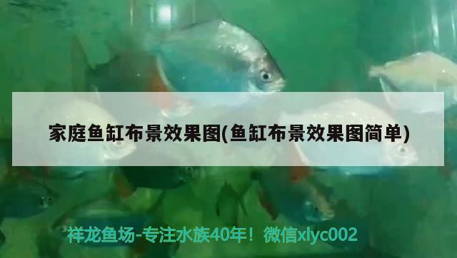 雷龍魚可以和金魚一起養(yǎng)嗎圖片（ 雷龍能和金魚一起養(yǎng)嗎）