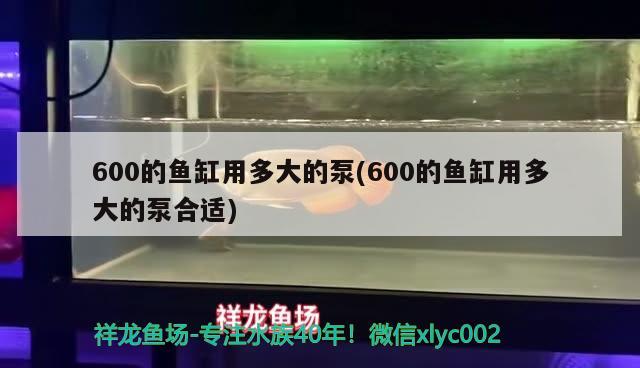 600的魚缸用多大的泵(600的魚缸用多大的泵合適) 過背金龍魚