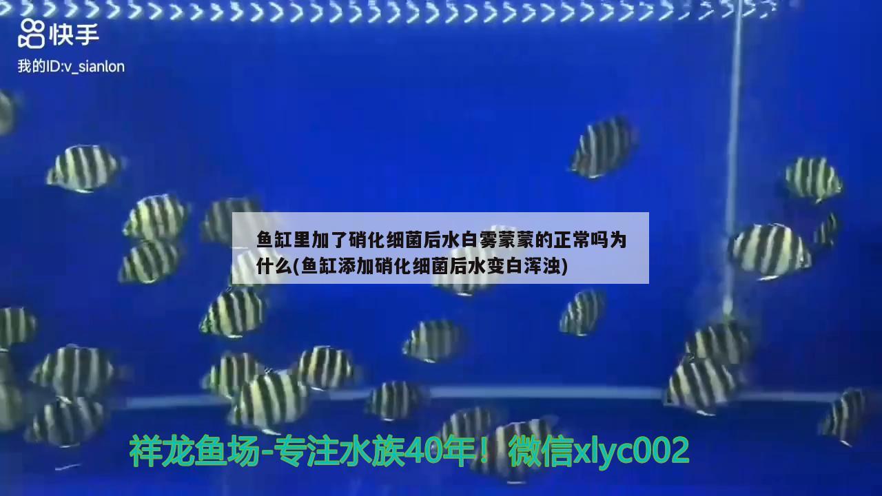 魚缸里加了硝化細(xì)菌后水白霧蒙蒙的正常嗎為什么(魚缸添加硝化細(xì)菌后水變白渾濁) 硝化細(xì)菌