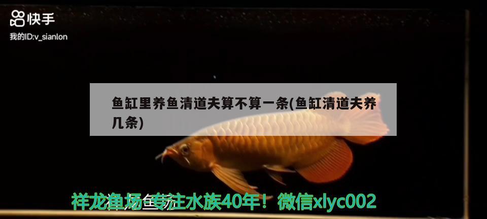 魚(yú)缸里養(yǎng)魚(yú)清道夫算不算一條(魚(yú)缸清道夫養(yǎng)幾條)