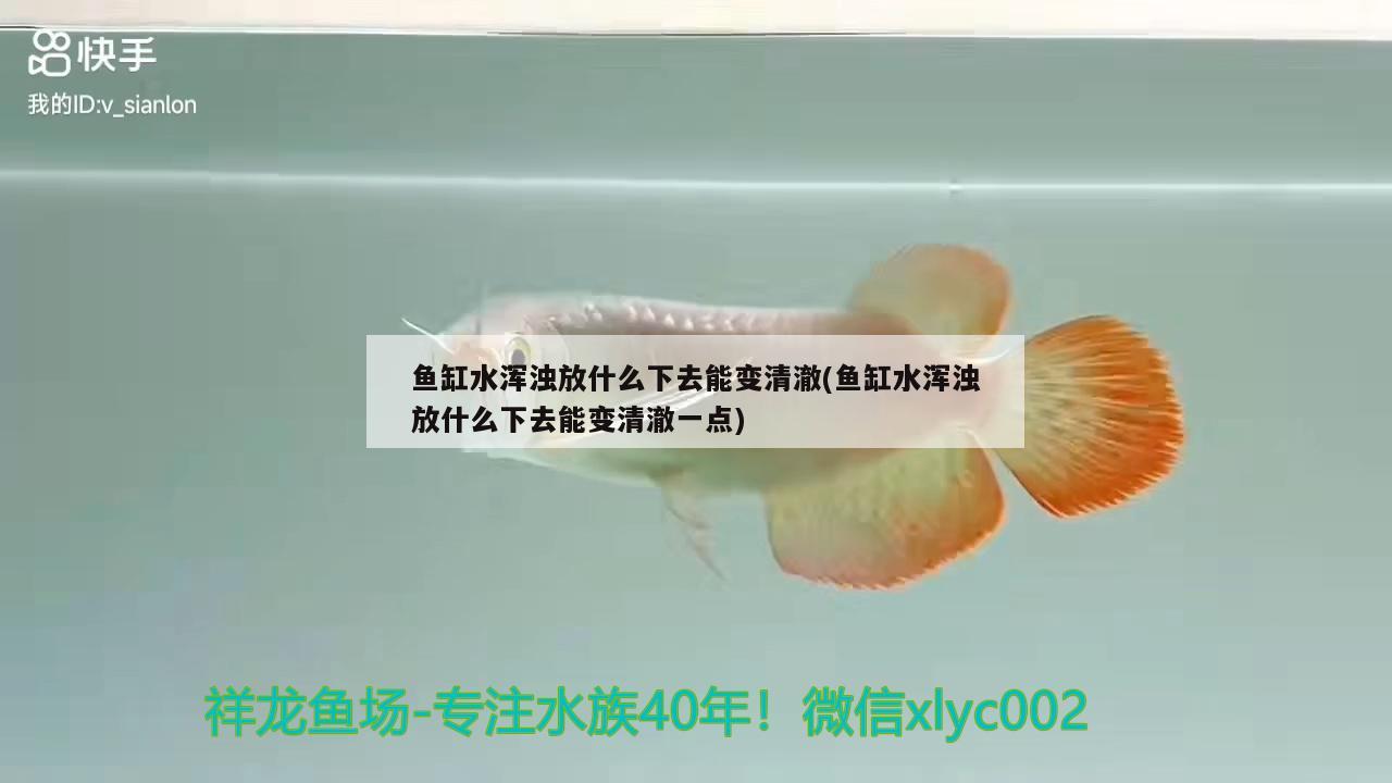 魚(yú)缸水渾濁放什么下去能變清澈(魚(yú)缸水渾濁放什么下去能變清澈一點(diǎn)) 飛鳳魚(yú)