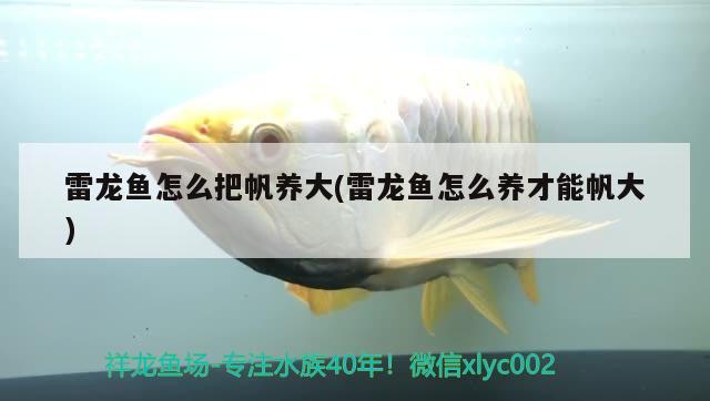 雷龍魚怎么把帆養(yǎng)大(雷龍魚怎么養(yǎng)才能帆大) 黑白雙星 第1張