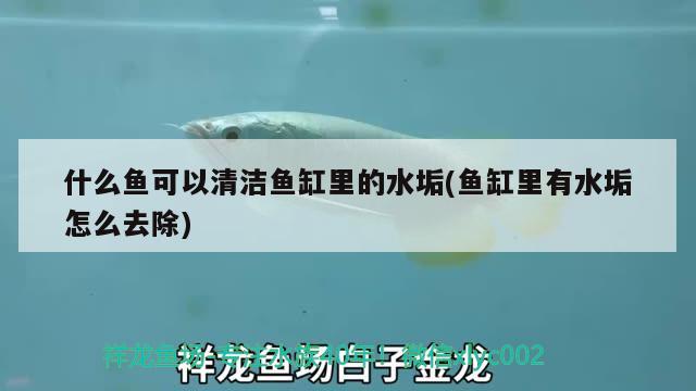 魚缸剛換的水渾濁怎么辦怎么變清(魚缸換水變渾濁怎么回事)