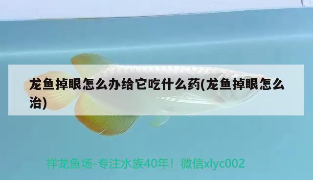 龍魚掉眼怎么辦給它吃什么藥(龍魚掉眼怎么治) 養(yǎng)魚知識(shí)