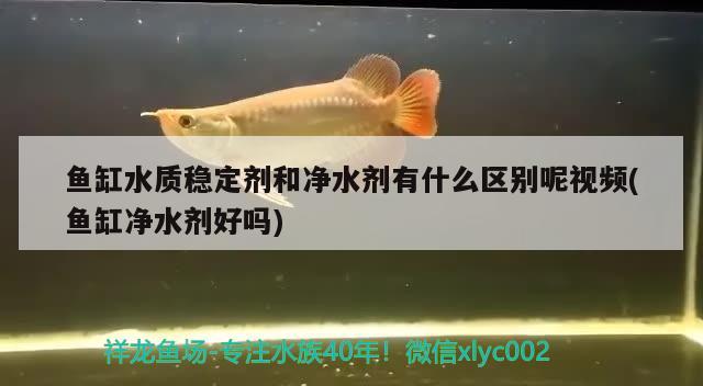 魚缸水質(zhì)穩(wěn)定劑和凈水劑有什么區(qū)別呢視頻(魚缸凈水劑好嗎)