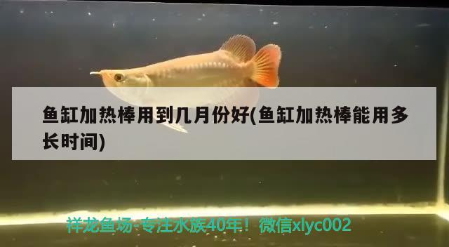 魚(yú)缸加熱棒用到幾月份好(魚(yú)缸加熱棒能用多長(zhǎng)時(shí)間) 財(cái)神鸚鵡魚(yú)