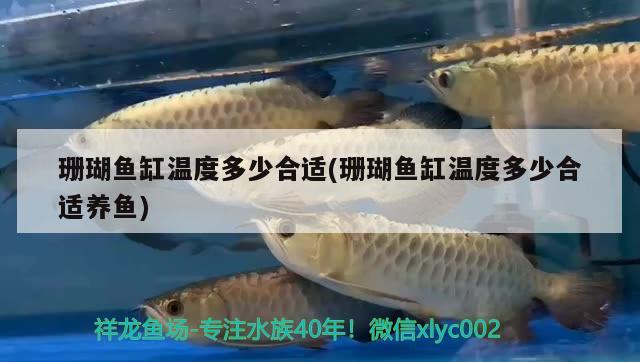 珊瑚魚缸溫度多少合適(珊瑚魚缸溫度多少合適養(yǎng)魚) 赤焰中國虎魚