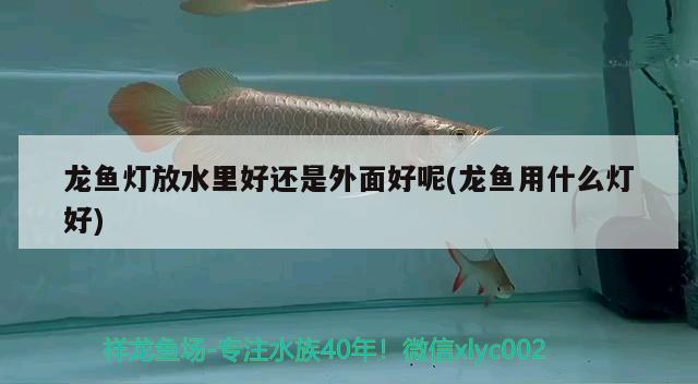 龍魚燈放水里好還是外面好呢(龍魚用什么燈好) 狗仔招財貓魚