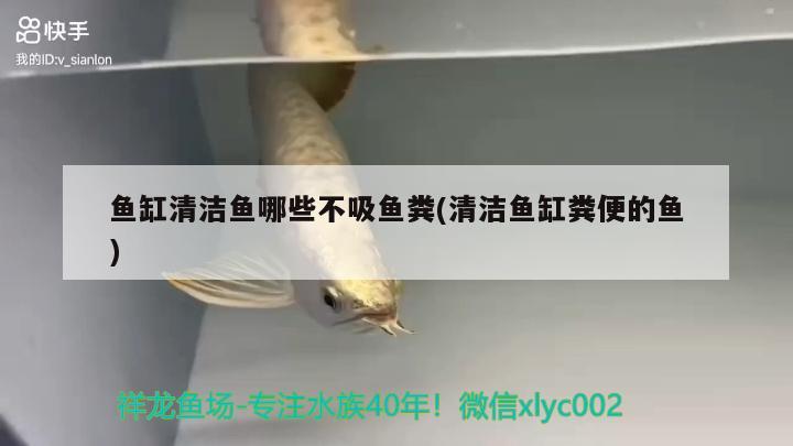 魚缸清潔魚哪些不吸魚糞(清潔魚缸糞便的魚) 黃金達(dá)摩魚