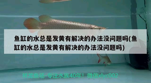 魚(yú)缸的水總是發(fā)黃有解決的辦法沒(méi)問(wèn)題嗎(魚(yú)缸的水總是發(fā)黃有解決的辦法沒(méi)問(wèn)題嗎) 熱帶魚(yú)魚(yú)苗批發(fā)