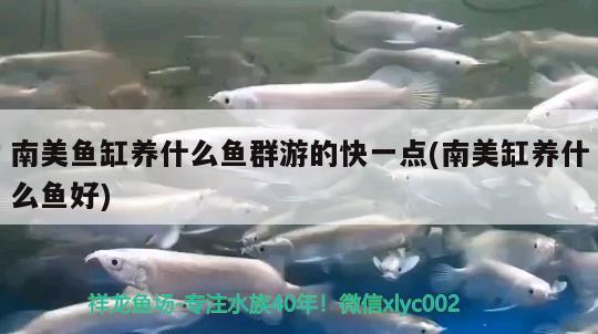 南美魚缸養(yǎng)什么魚群游的快一點(diǎn)(南美缸養(yǎng)什么魚好)