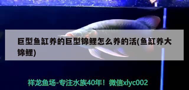 巨型魚缸養(yǎng)的巨型錦鯉怎么養(yǎng)的活(魚缸養(yǎng)大錦鯉) 充氧泵