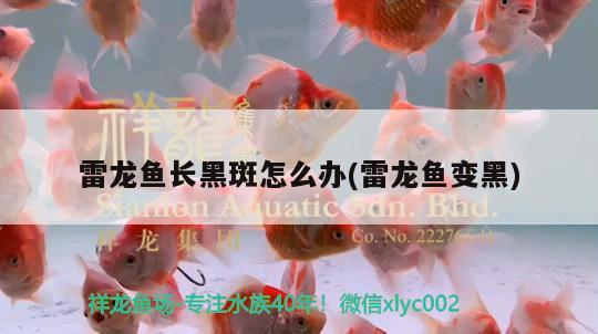 雷龍魚長黑斑怎么辦(雷龍魚變黑)