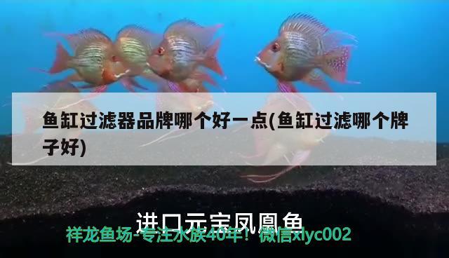 廣州水族維護（廣州 水族市場） 泰龐海鰱魚 第2張