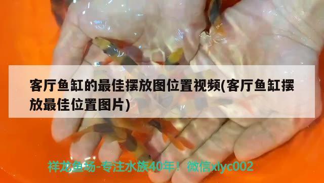 客廳魚缸的最佳擺放圖位置視頻(客廳魚缸擺放最佳位置圖片) 羅漢魚