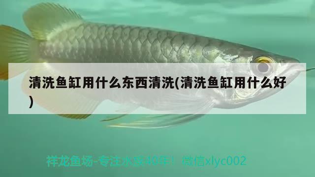 清洗魚缸用什么東西清洗(清洗魚缸用什么好)