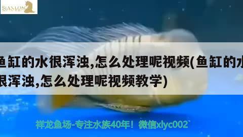 魚缸的水很渾濁,怎么處理呢視頻(魚缸的水很渾濁,怎么處理呢視頻教學)