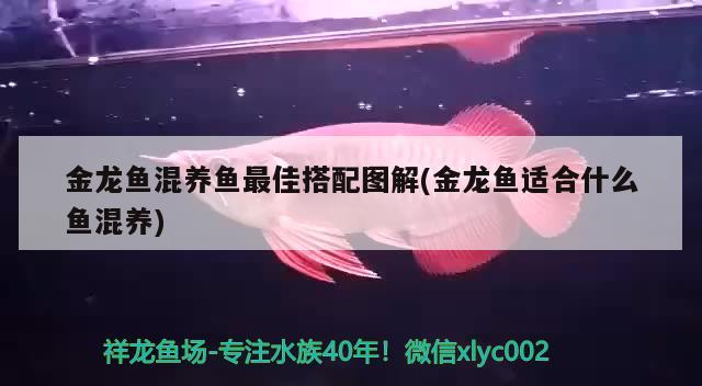 金龍魚混養(yǎng)魚最佳搭配圖解(金龍魚適合什么魚混養(yǎng))