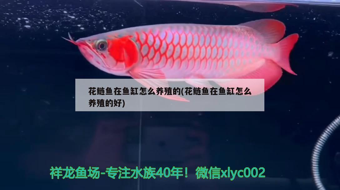 花鰱魚(yú)在魚(yú)缸怎么養(yǎng)殖的(花鰱魚(yú)在魚(yú)缸怎么養(yǎng)殖的好)