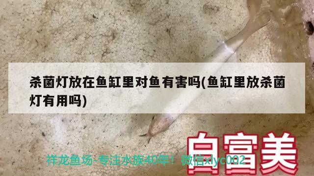 殺菌燈放在魚缸里對(duì)魚有害嗎(魚缸里放殺菌燈有用嗎) 黑白雙星魚 第1張